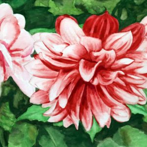 Print of a watercolour painting featuring vibrant red and white dahlias with green leaves in the background, available on either fine art or poster paper, in size 8″ x 10″.