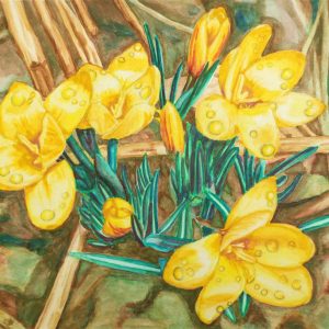 Print of a watercolour painting featuring yellow crocuses and green leaves, available on fine art paper, in size 8″ x 10″.
