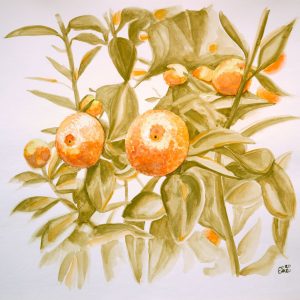 Print of a watercolour painting featuring a kumquat tree, available on either fine art or poster paper, in sizes 8″ x 10″ or 12″ x 12″.