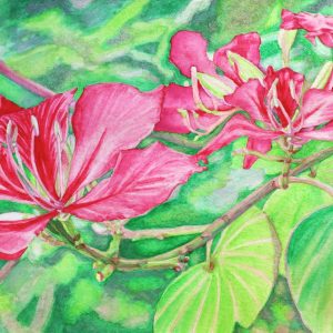 Print of a watercolour painting featuring magenta bauhinia blooms, available on either fine art or poster paper, in size 8″ x 10″.