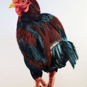 Print of a watercolour painting featuring a confident rooster, available on poster paper, in size 8″ x 10″.